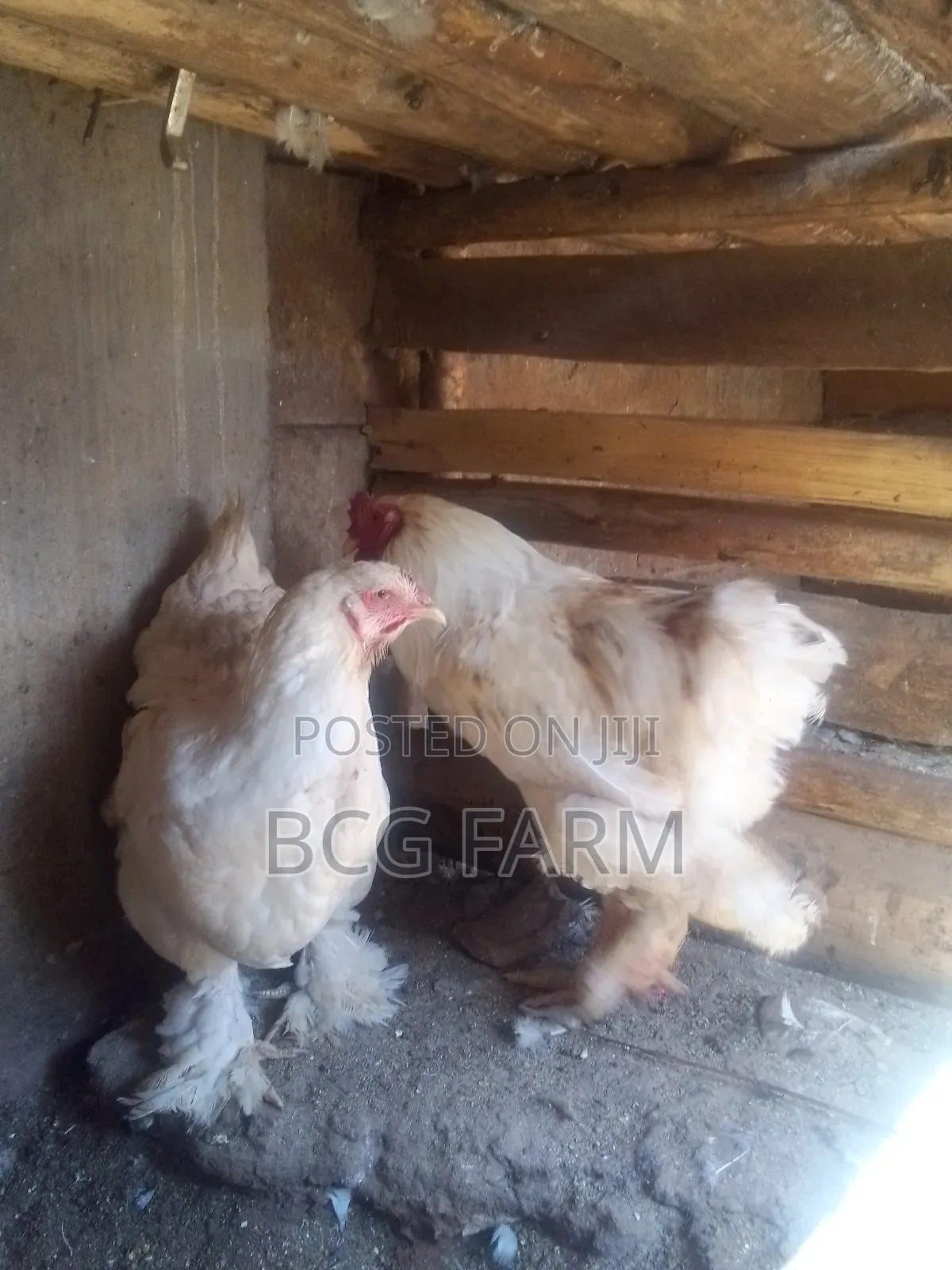 Brahma Eggs and Chicks