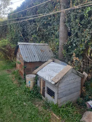 Dog Kennel