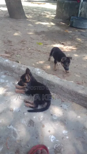 1-3 months Female Purebred German Shepherd