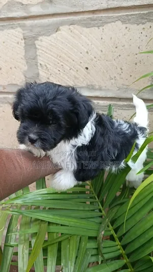 1-3 months Female Purebred Havanese