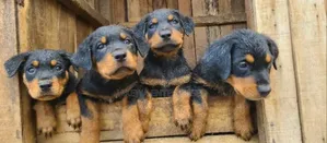1-3 months Male Purebred Rottweiler