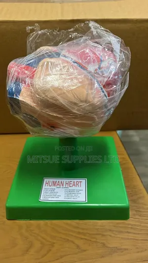 Model Heart On Stand 5.5" For Education