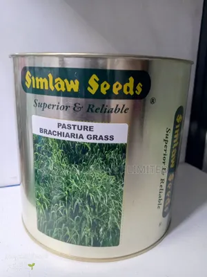Bracharia Pasture Grass 250g, 500g, 1kg