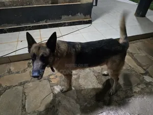 1+ year Male Purebred German Shepherd