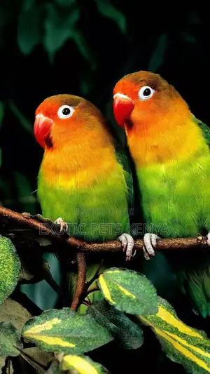 African Parrots