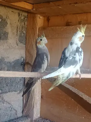 Cocktails Birds