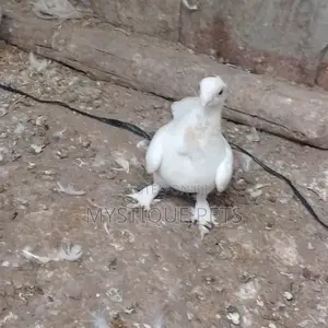 Short Beaks
