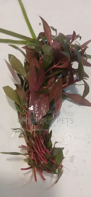Live Plants