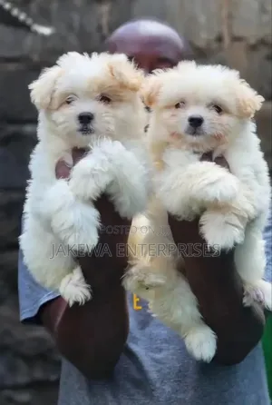 1-3 months Male Purebred Havanese