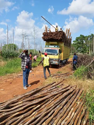 Quality Sisal Poles Suppliers and Delivery Services.