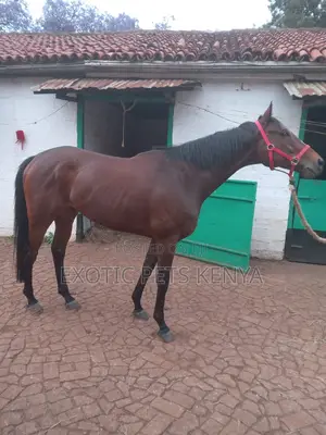 Gelding for Sale 6 Year Old