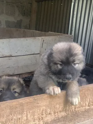 1-3 months Female Purebred Caucasian Shepherd