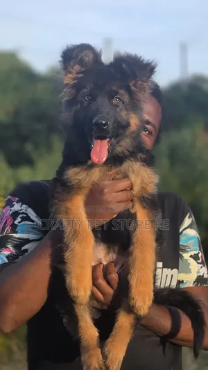 3-6 months Male Purebred German Shepherd