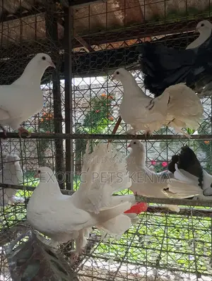 Fantails at Affordable Prices