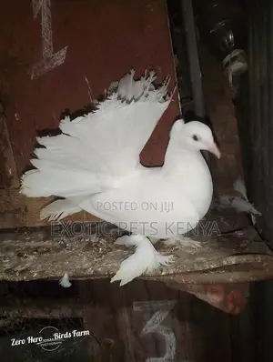 Fantails at Affordable Prices