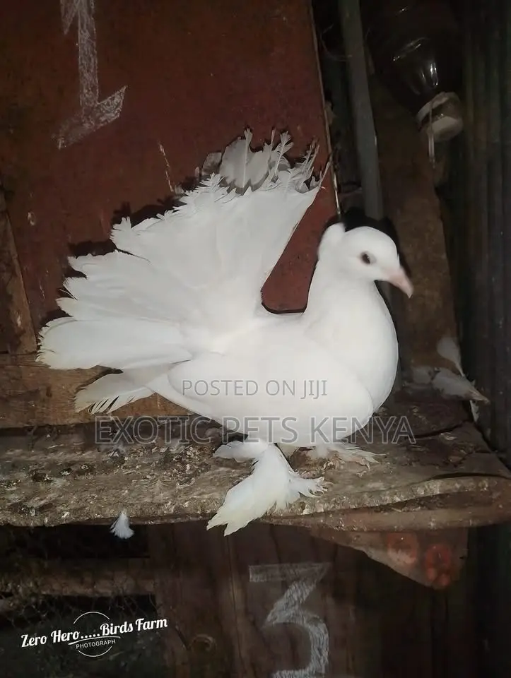 Fantails at Affordable Prices