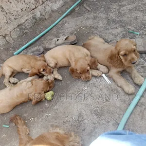 3-6 months Female Purebred Cocker Spaniel
