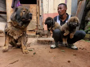1-3 months Female Purebred Caucasian Shepherd