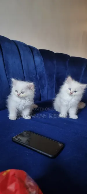 1-3 months Male Purebred Persian