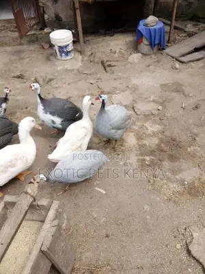 Guinea Fowl