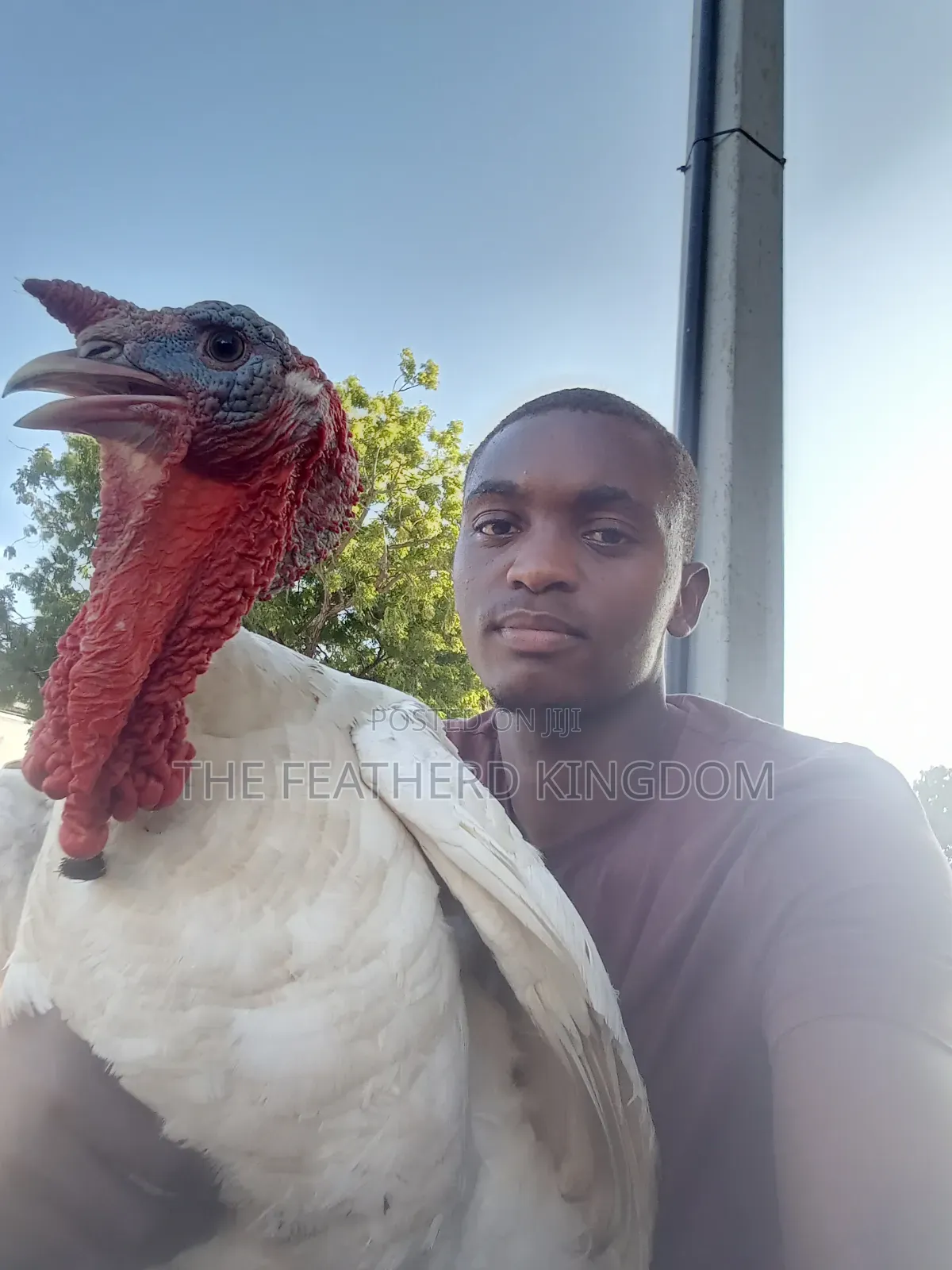 Fresh and Fertilized Turkey Eggs