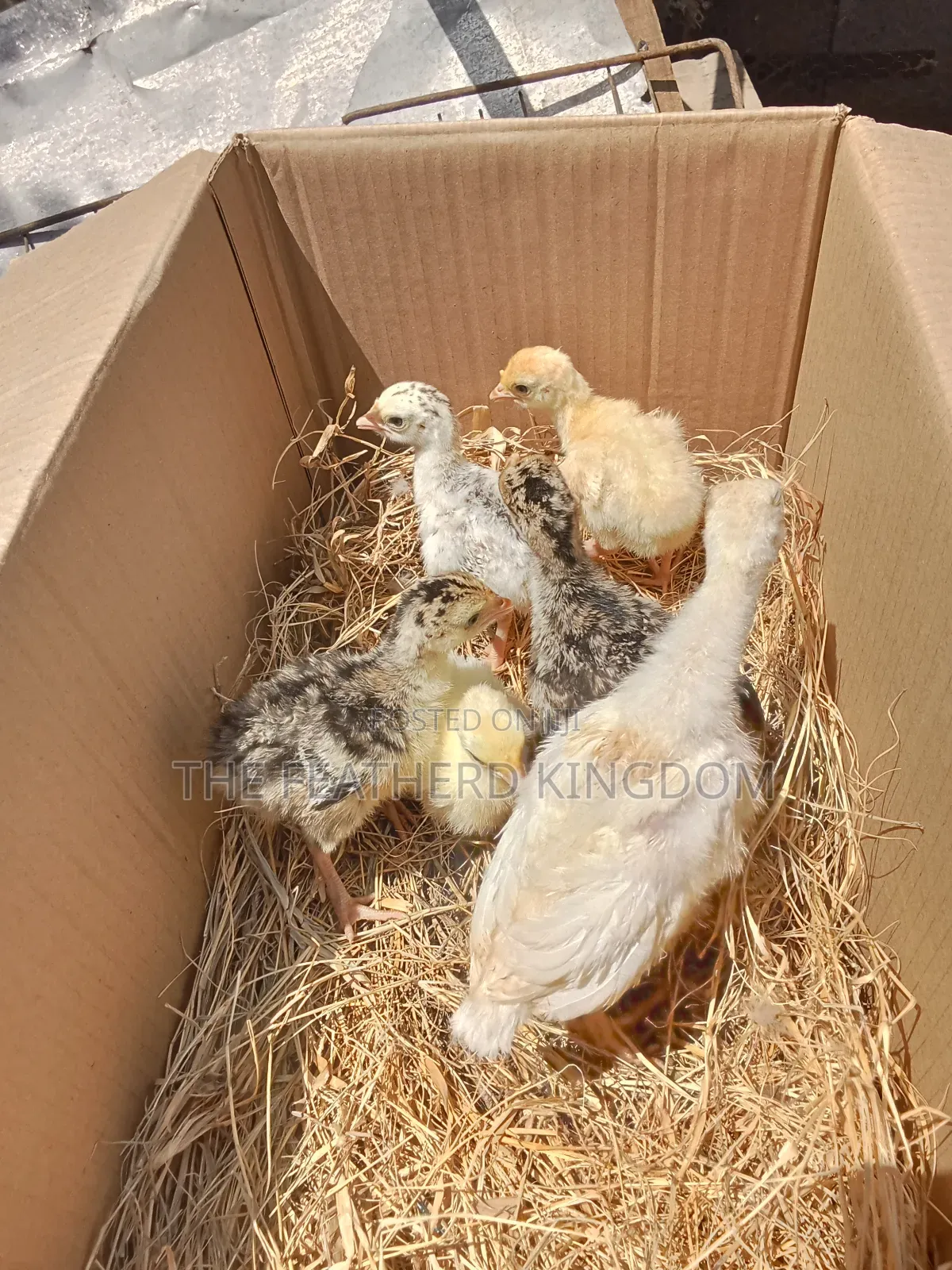 Fresh and Fertilized Turkey Eggs