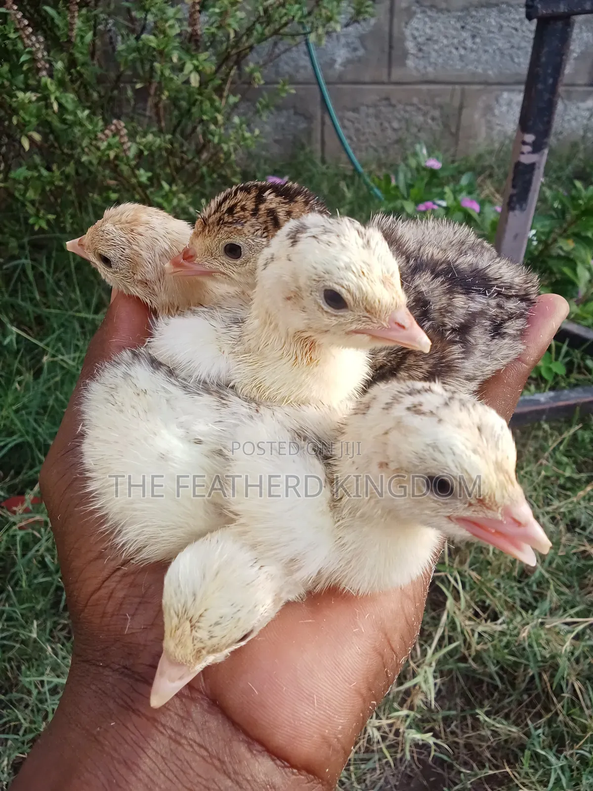 Fresh and Fertilized Turkey Eggs