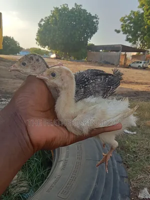 Fresh and Fertilized Turkey Eggs