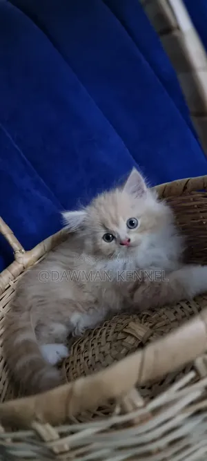 1-3 months Male Purebred Persian