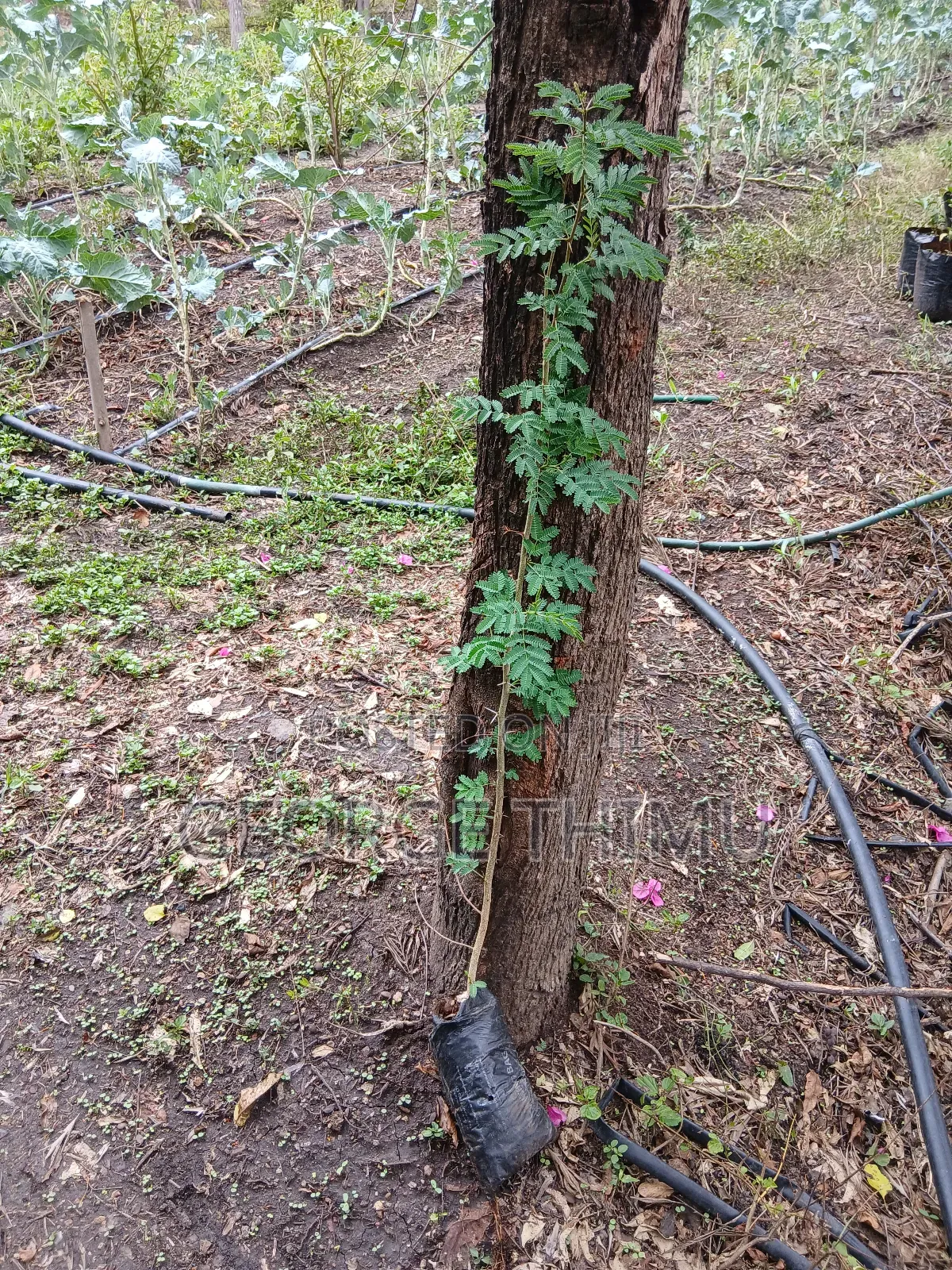 Large Yellow Acacia Seedlings for Sale