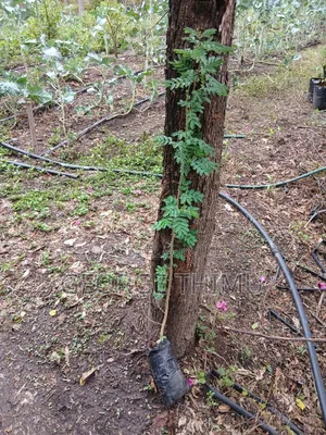 Large Yellow Acacia Seedlings for Sale