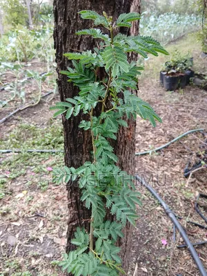 Large Yellow Acacia Seedlings for Sale