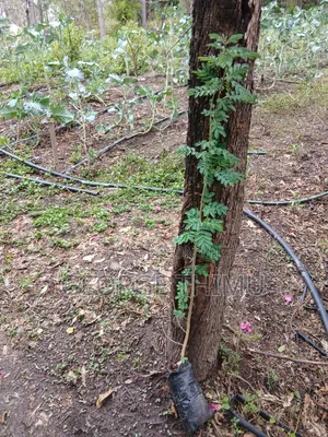Large Yellow Acacia Seedlings for Sale