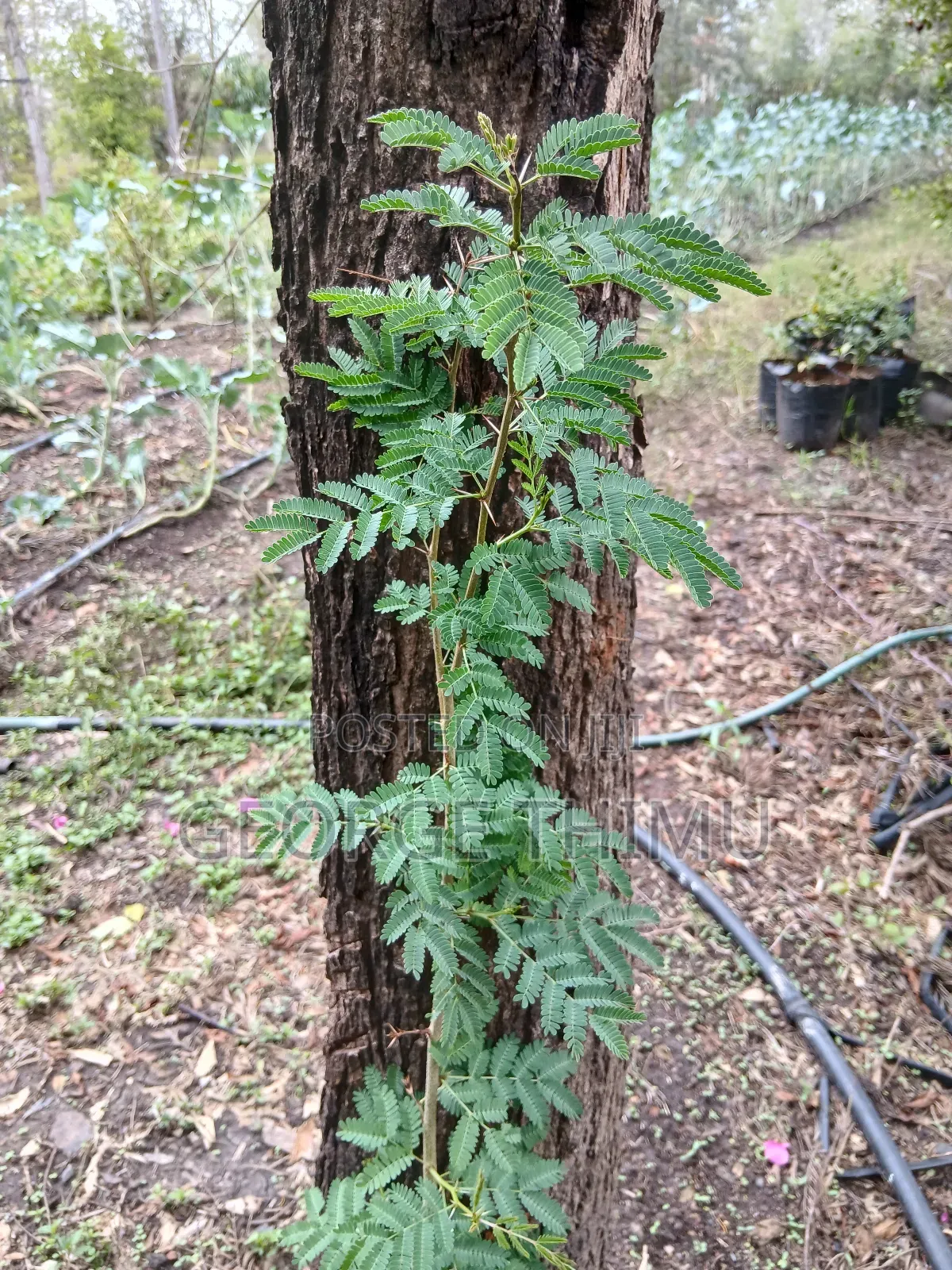 Large Yellow Acacia Seedlings for Sale