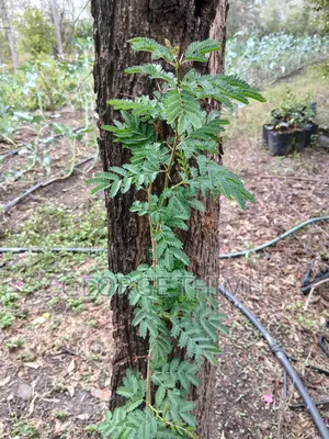 Large Yellow Acacia Seedlings for Sale