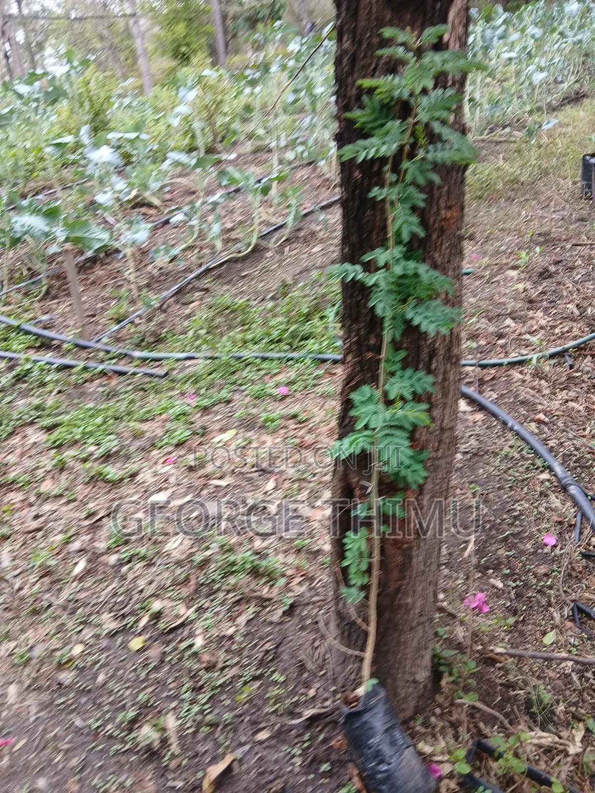 Large Yellow Acacia Seedlings for Sale