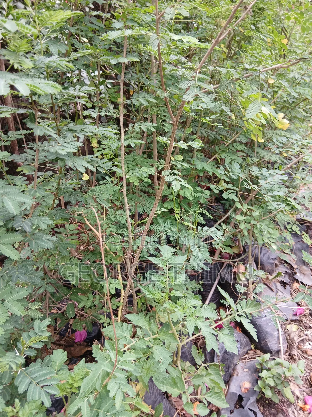 Large Yellow Acacia Seedlings for Sale