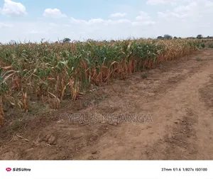 Cheap Land for Sale