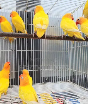 Imported Love Birds