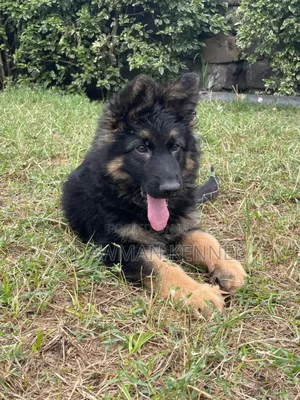 1-3 months Male Purebred German Shepherd