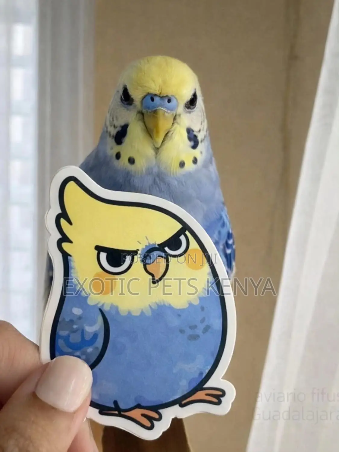 Parakeet Birds