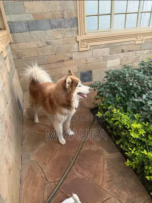 6-12 months Male Purebred Siberian Husky
