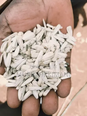 White Sunflower Seeds