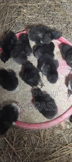 Black Australorp Chicks