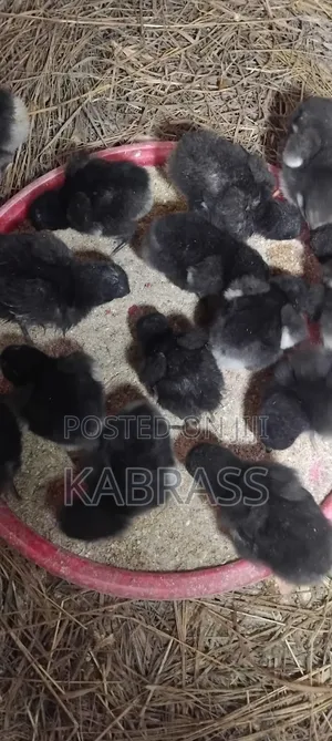 Black Australorp Chicks