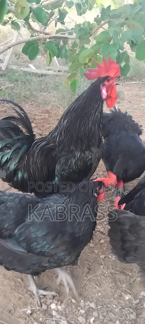 Black Australorp Chicks