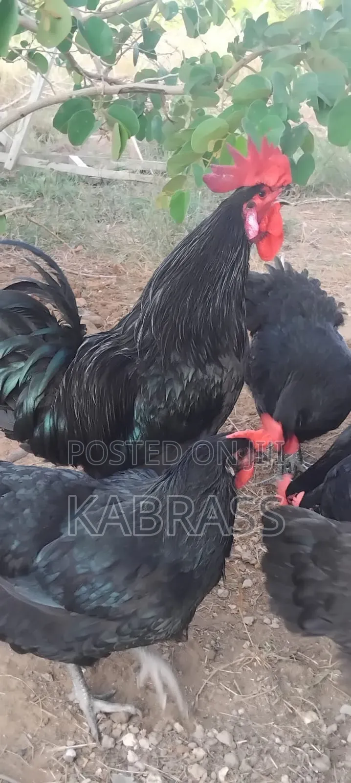 Black Australorp Chicks