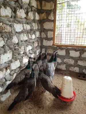 Peacock Birds