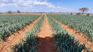 Private 10-acre Conservancy Farm With Borehole & Solar - Eco-retreat
