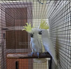 Cockatoo for Sale